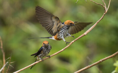Bokora Wildlife Reserve
