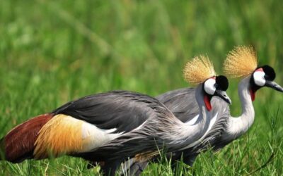 Ajai Wildlife Reserve