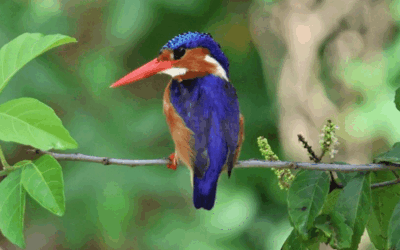 Semuliki National Park