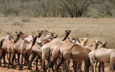 Matheniko Wildlife Reserve