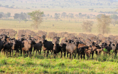 Kidepo Valley National Park