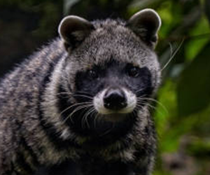 African Civet