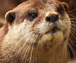 African Clawless Otter