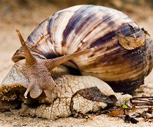 African Giant Snail