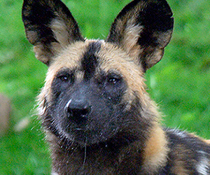African Wild Dog