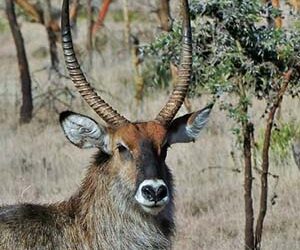 Defassa Waterbuck
