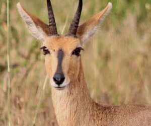 Mountain Reedbuck