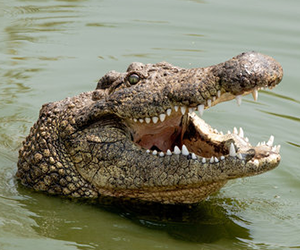 Nile Crocodile