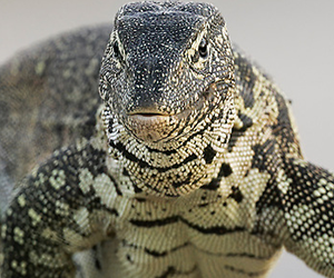 Nile Monitor Lizard