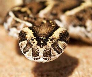 Puff Adder