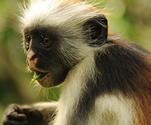 Red Colobus Monkey