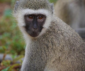 Vervet Monkey