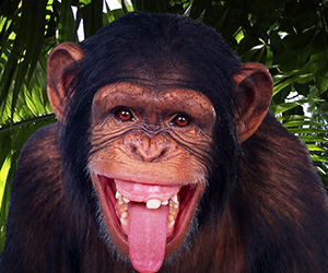 Chimpanzee