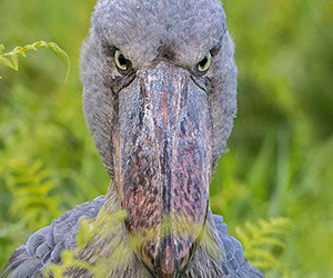 Shoebill
