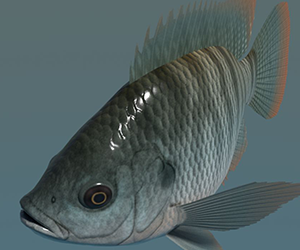 Nile Tilapia