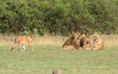 kyambura Wildlife Reserve