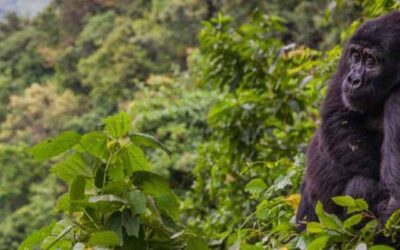 3-Day Gorilla Tracking Adventure in Uganda’s Bwindi Impenetrable National Park