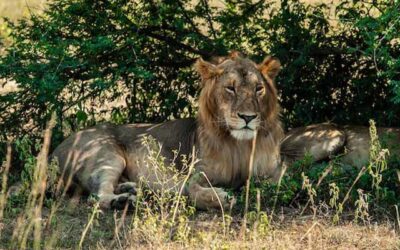 Discover Uganda’s Best in 21 Days: Wildlife, Primate Encounters, and Natural Wonders