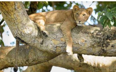 Kigezi Wildlife Reserve