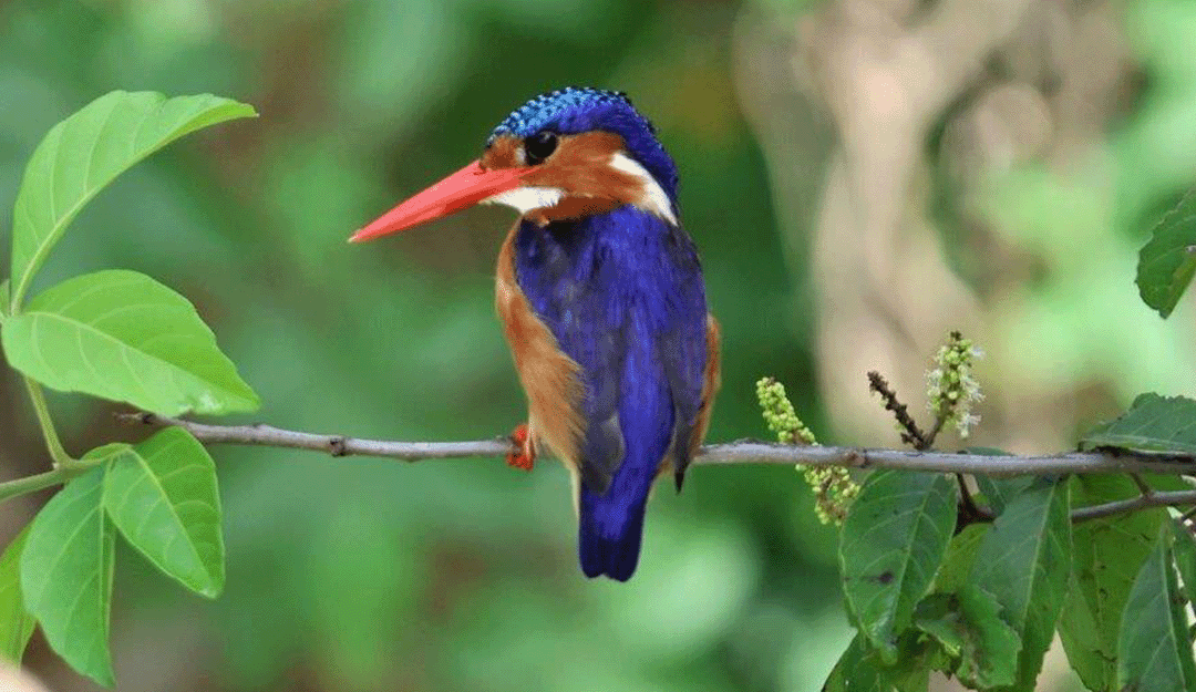 Semuliki National Park