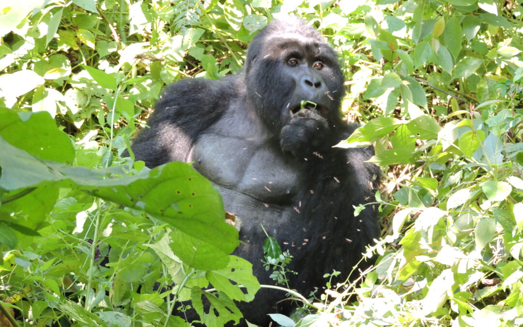 Mgahinga Gorilla National Park