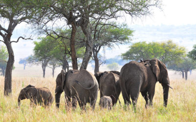 Kabwoya Wildlife Reserve