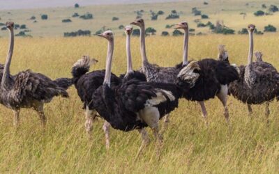 Pian-Upe Wildlife Reserve