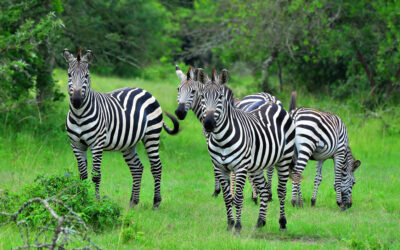 Lake Mburo National Park