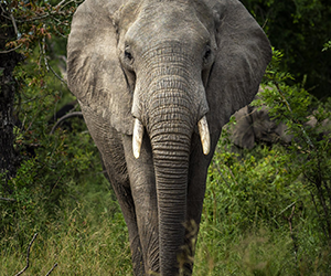 African Elephant