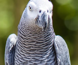 African Grey Parrot