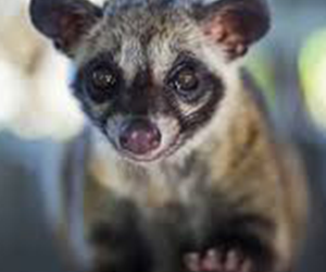 African Palm Civet