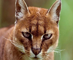 African Golden Cat
