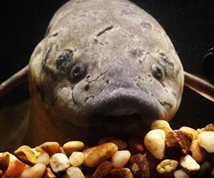 African Lungfish