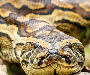 African Rock Python