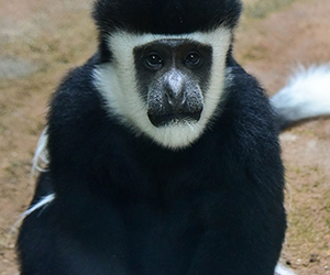 Black-and-white Colobus Monkey