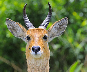 Bohor Reedbuck