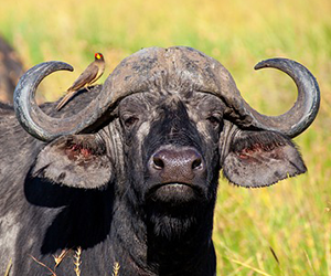 African Buffalo