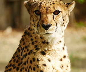 Cheetah