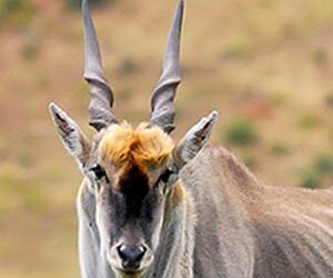 Common Eland