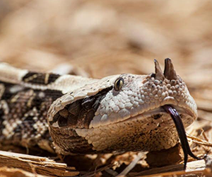 Gaboon Viper