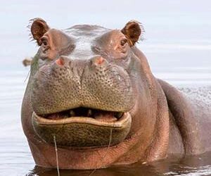 Hippopotamus