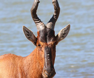 Jackson’s Hartebeest