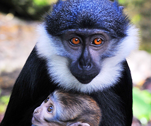 L’Hoest’s Monkey