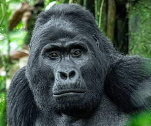 Mountain Gorilla
