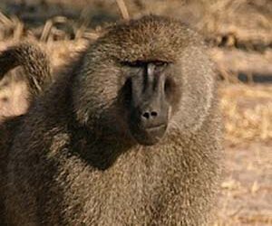 Olive Baboon