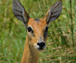 Oribi