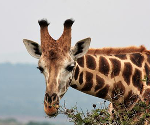 Rothschild’s Giraffe