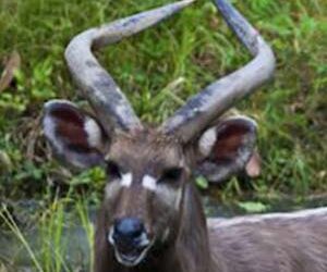 Sitatunga