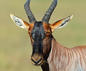 Topi
