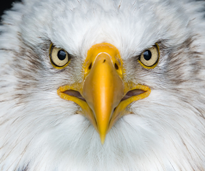 African Fish Eagle